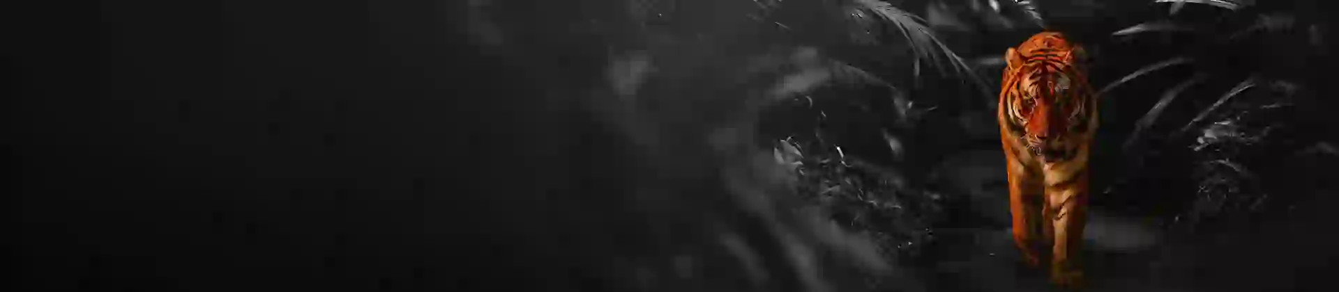 Adobestock 484342795 Bengal Tiger BW