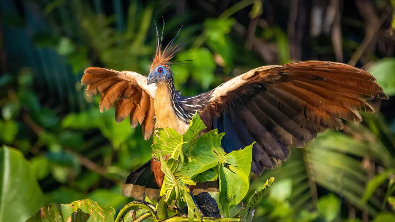 Hoatzin, Amazon Rainforest