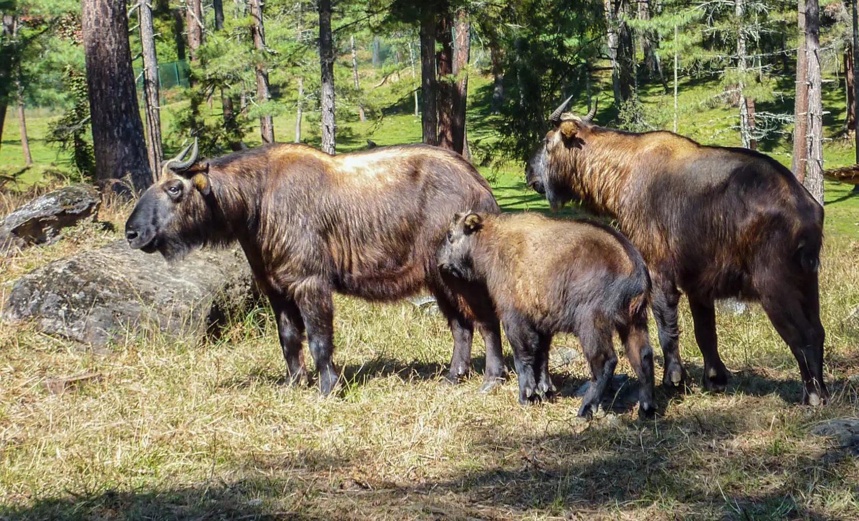 Family of takin, Bhutan
