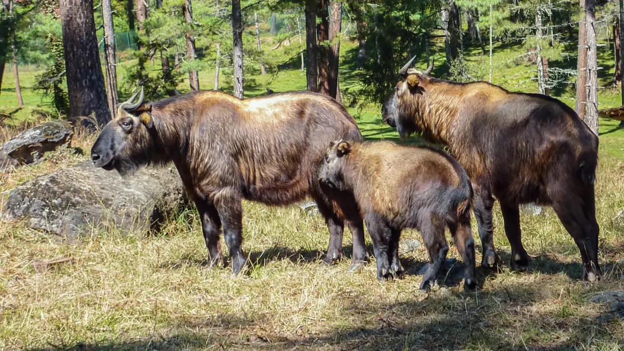 Family of takin, Bhutan