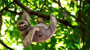 1920 Adobestock 353251094 Sloth, Costa Rica