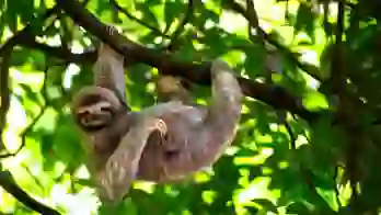 1920 Adobestock 353251094 Sloth, Costa Rica