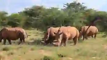 White rhinos