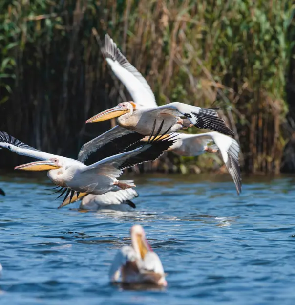 Pelicans, Danube Delta