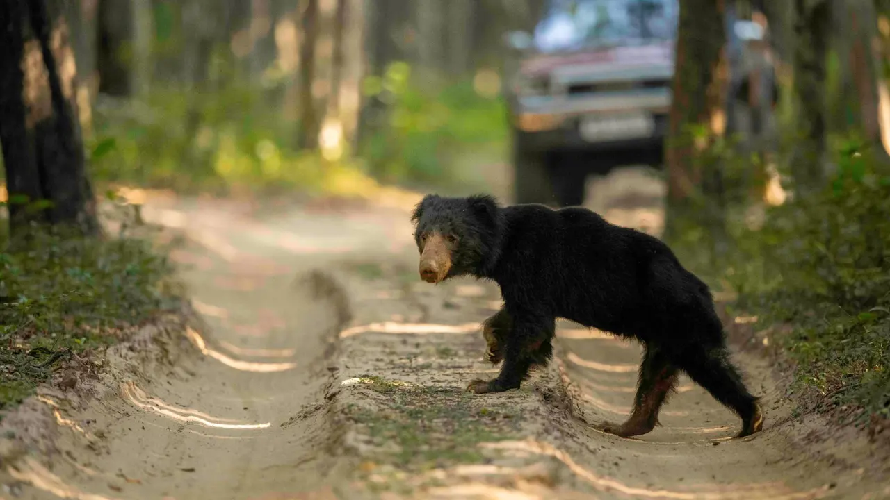 Sloth bear, Sri Lanka