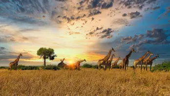 A group of giraffes stand on the open plains of Serengeti National Park in Tanzania, with golden grass and acacia trees stretching into the distance