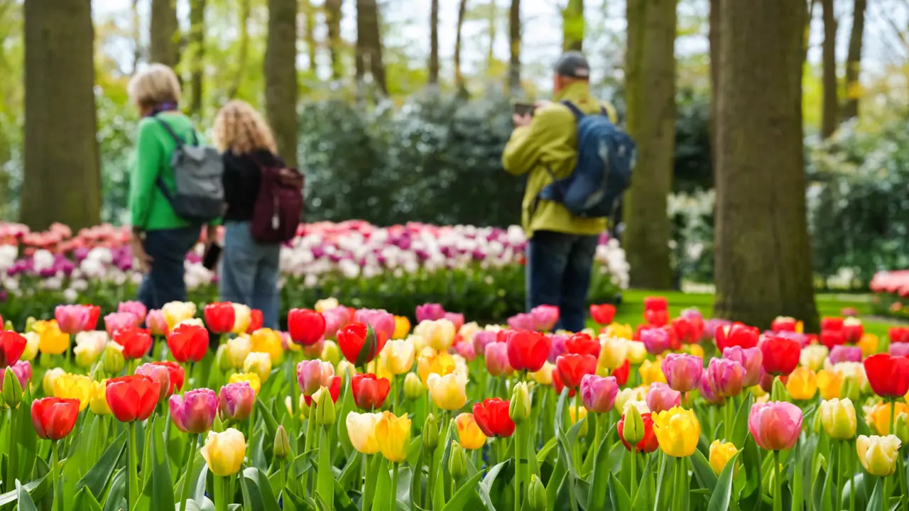 Keukenhof Gardens