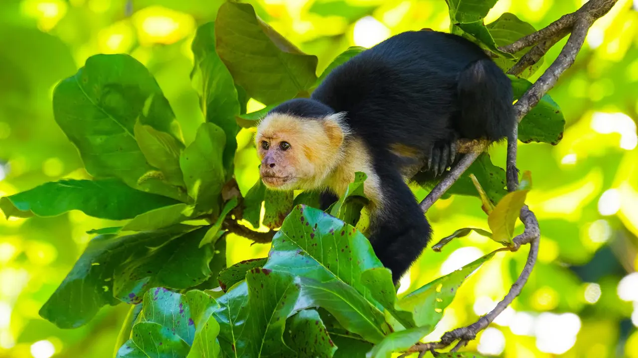 Capuchin monkey