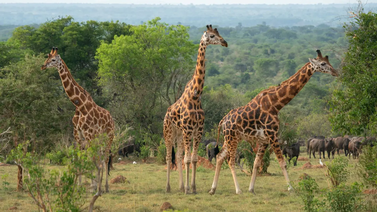 Giraffe and buffalo