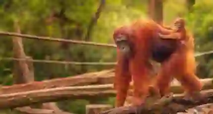 Adobestock 90336352 Orangutans, Borneo MAIN EXTENDED