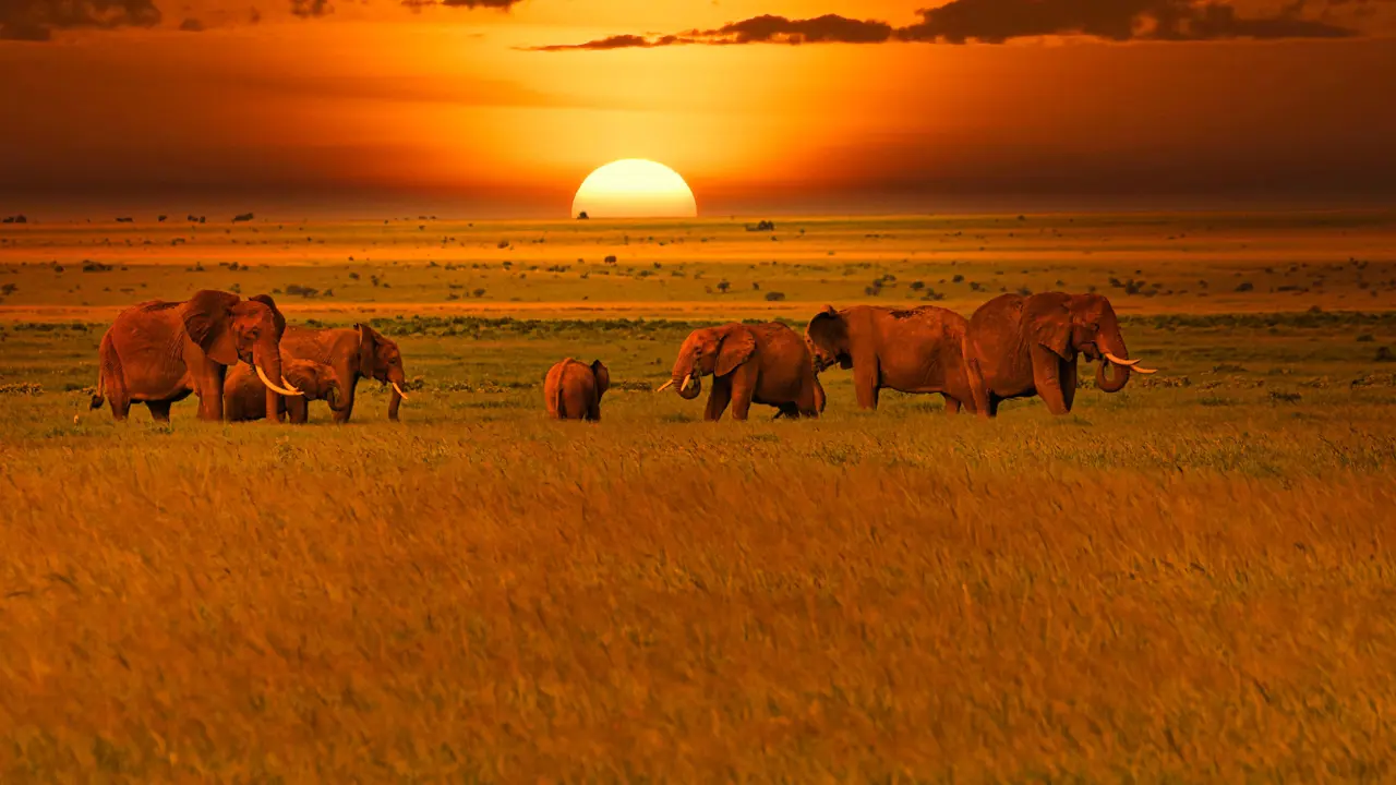 Elephants in Tsavo West National Park In Kenya