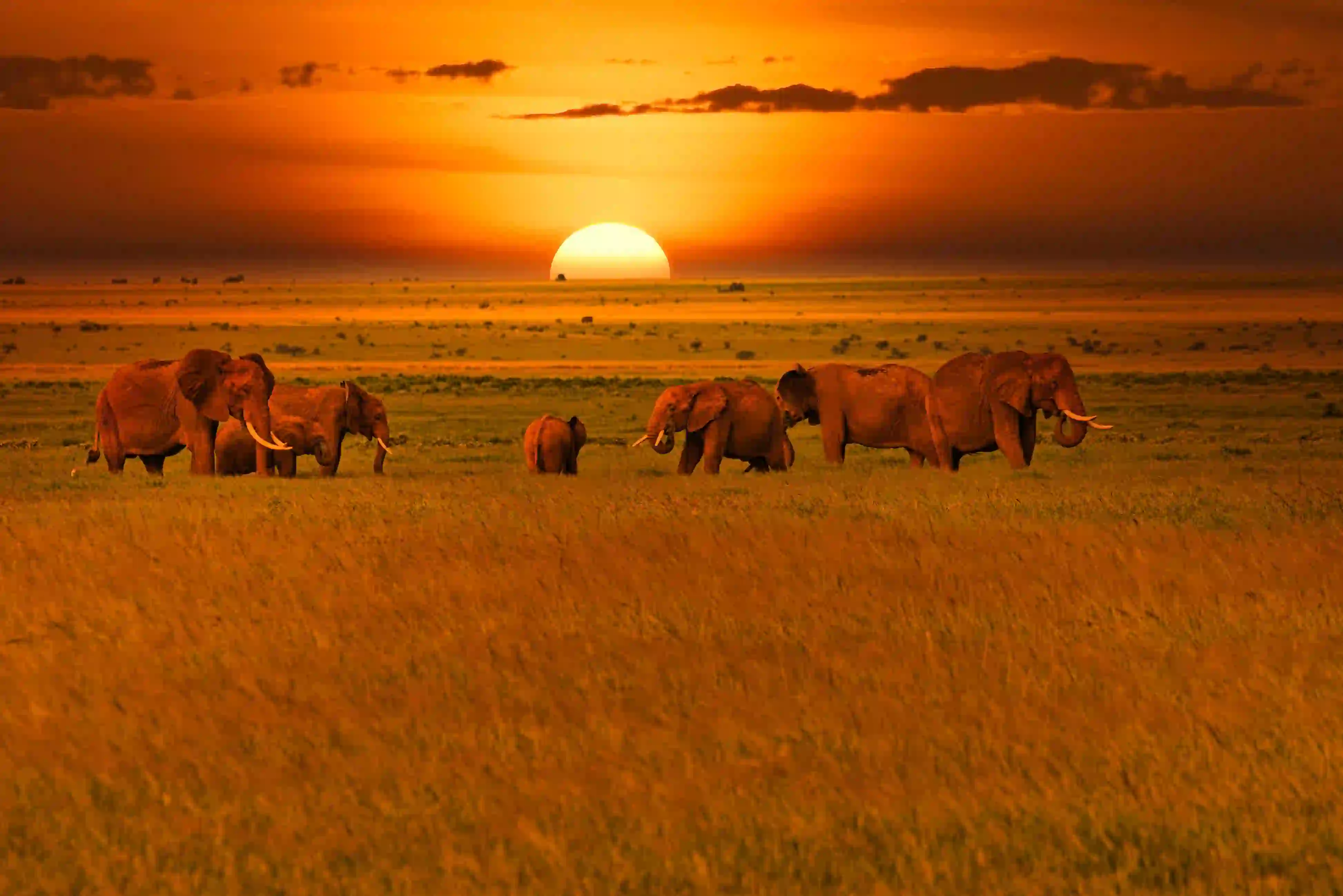 Elephants in Tsavo West National Park In Kenya
