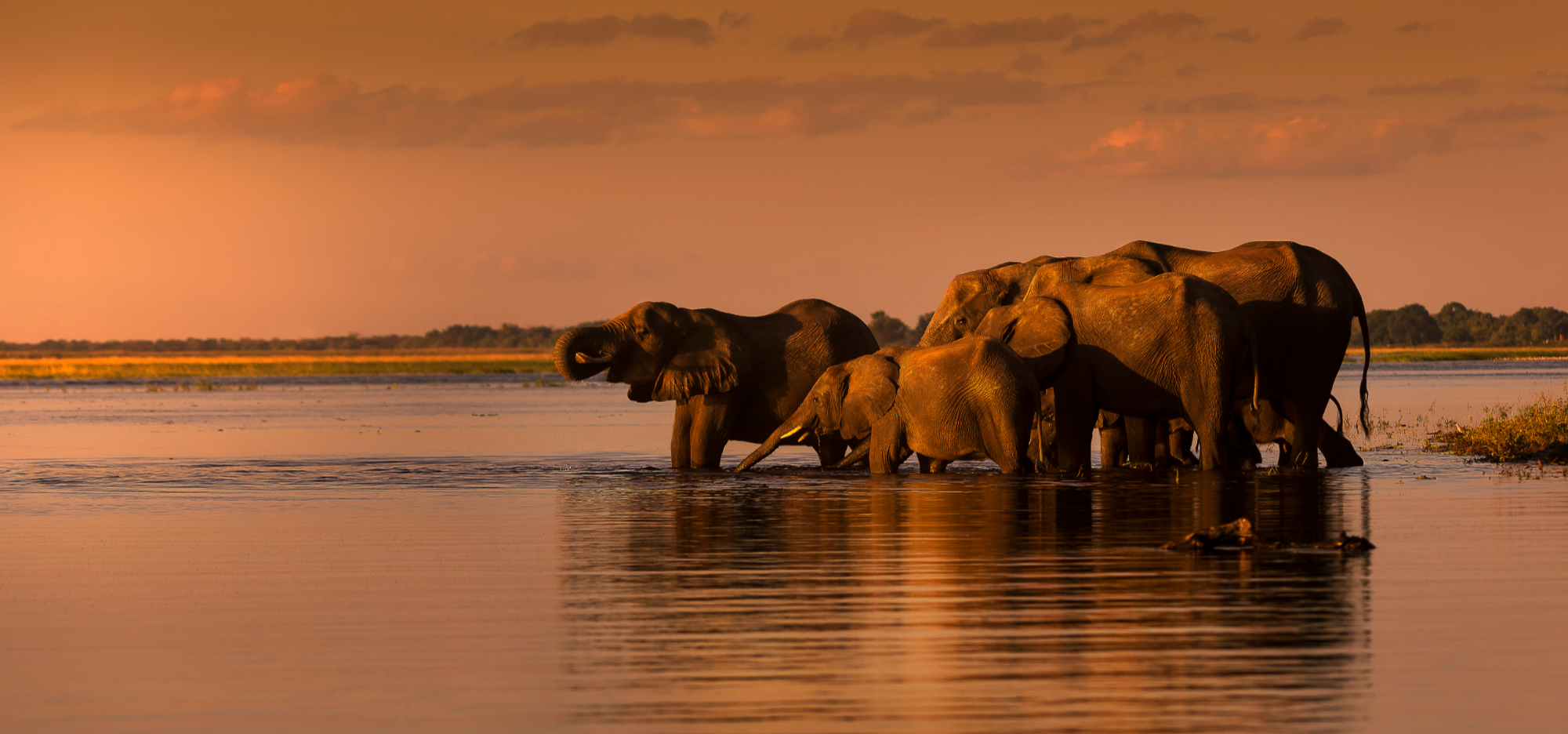 Elephants in the water in South Africa