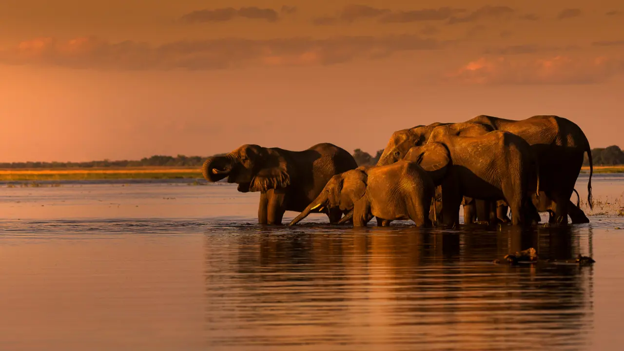 Elephant herd drinking