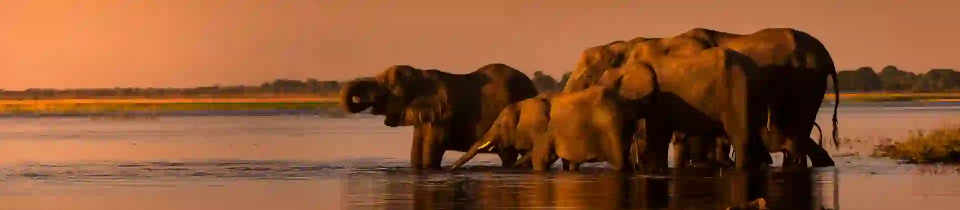 Elephant herd drinking