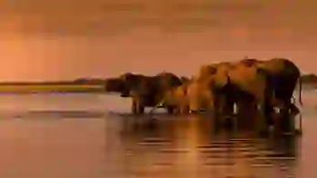 Elephant herd drinking