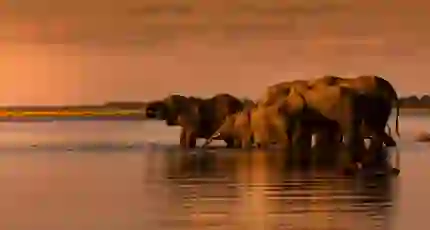 Elephant herd drinking