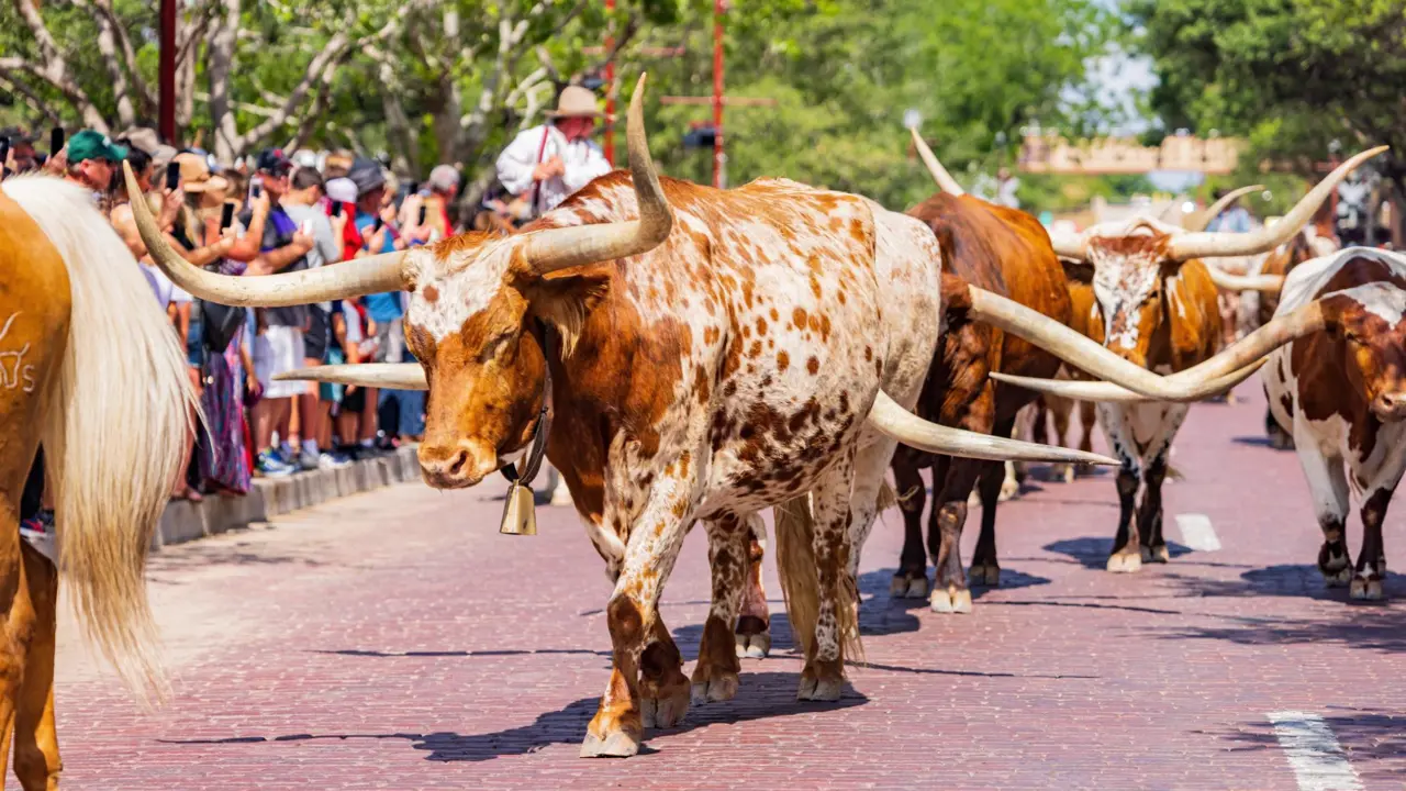 Cattle Drive, Fort Worth, Texas
