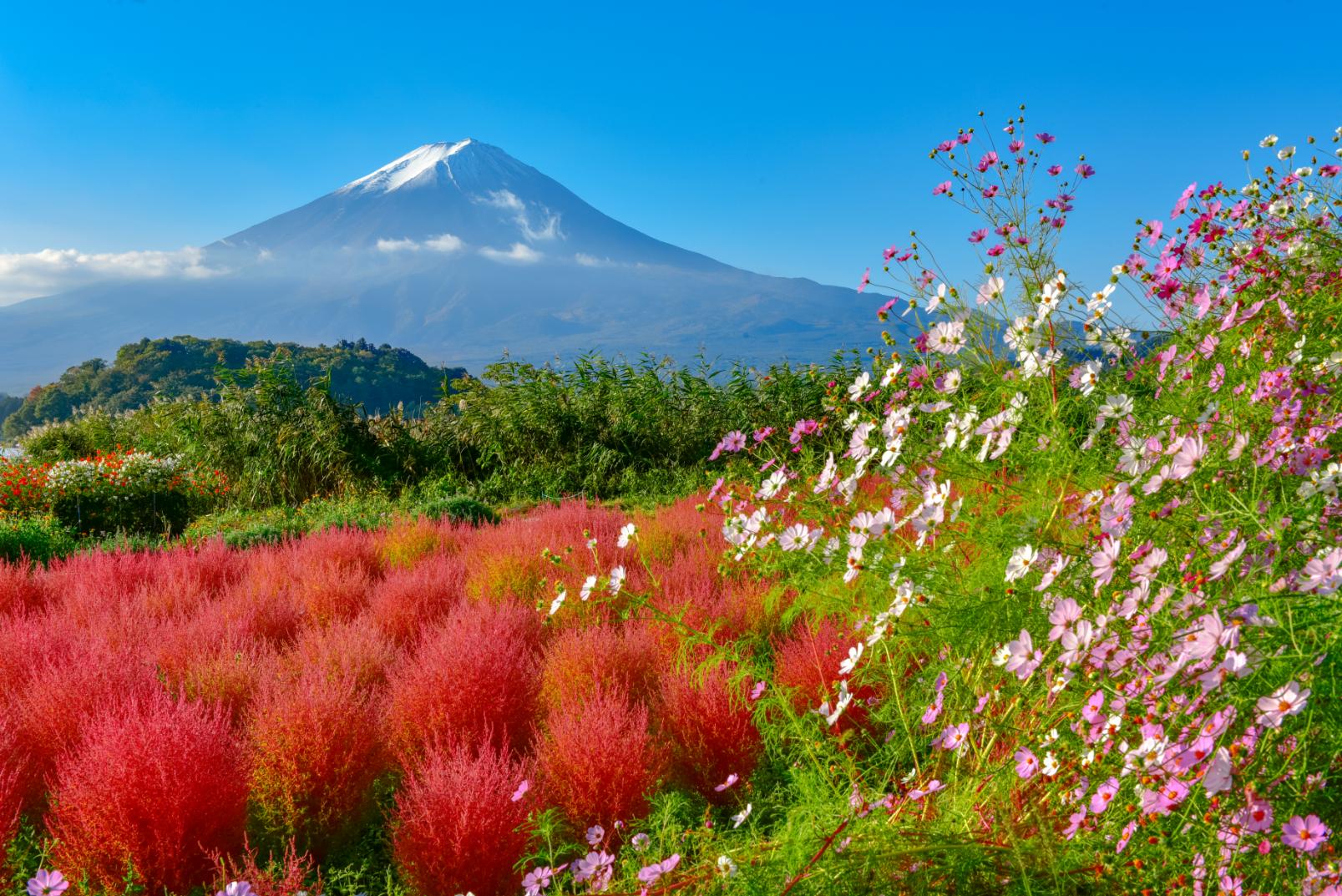 Oishi Park, Lake Kawaguchi and Mount Fuji, Japan