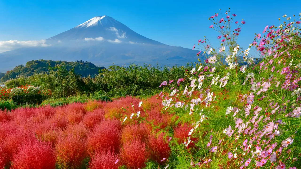 Oishi Park, Lake Kawaguchi and Mount Fuji, Japan