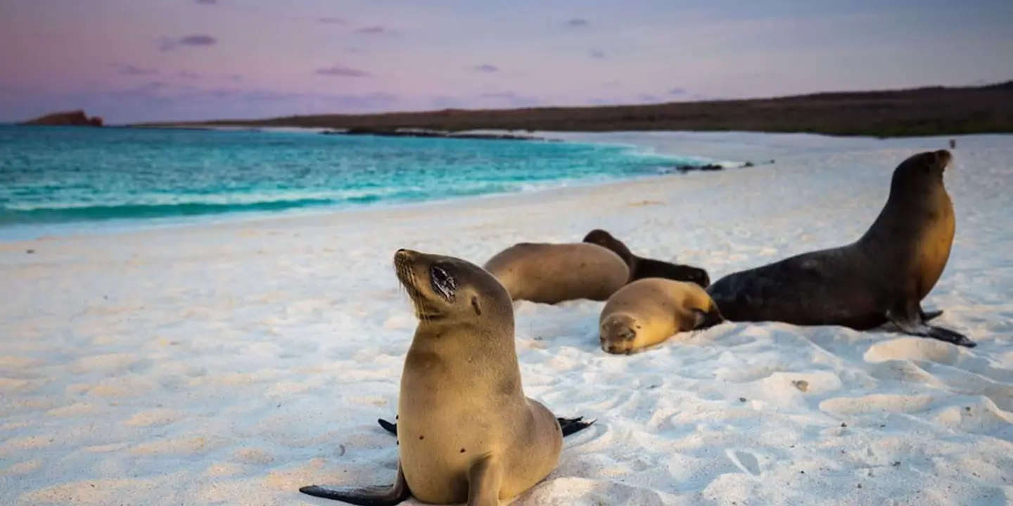 Galapagos sea lion