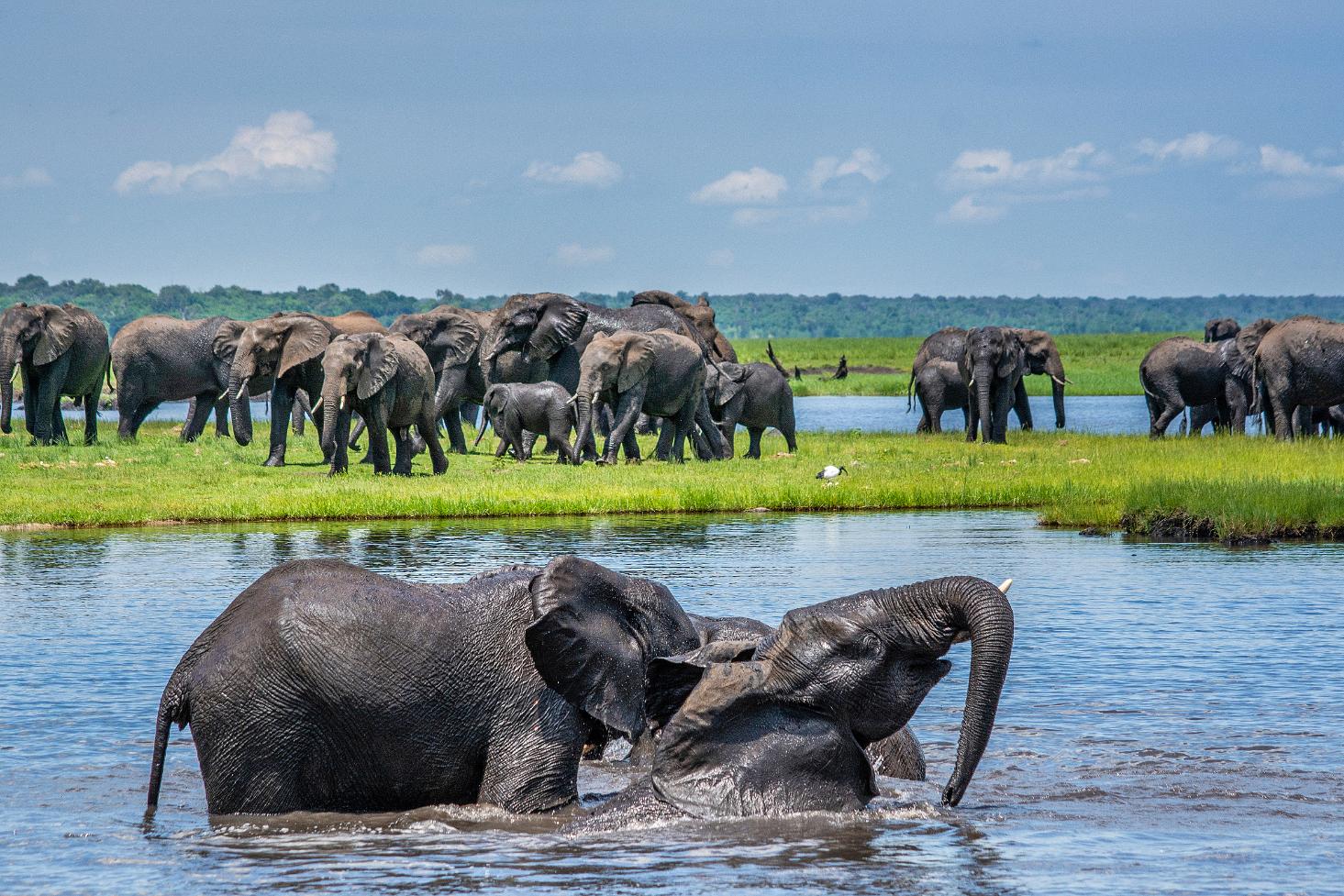 Elephants wading through the Chobe River, with a safari boat nearby in the background.