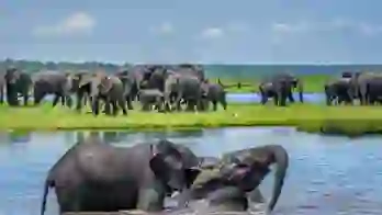 Elephants wading through the Chobe River, with a safari boat nearby in the background.