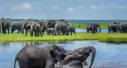 Elephants wading through the Chobe River, with a safari boat nearby in the background.
