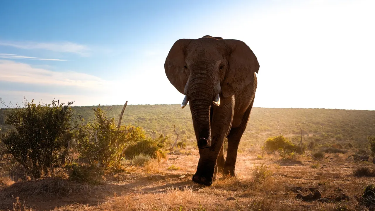 Elephant