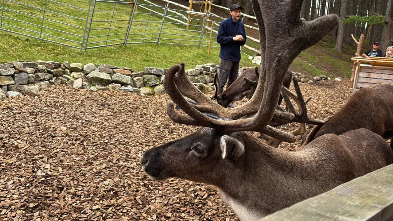 Cairngorm Reindeer Centre
