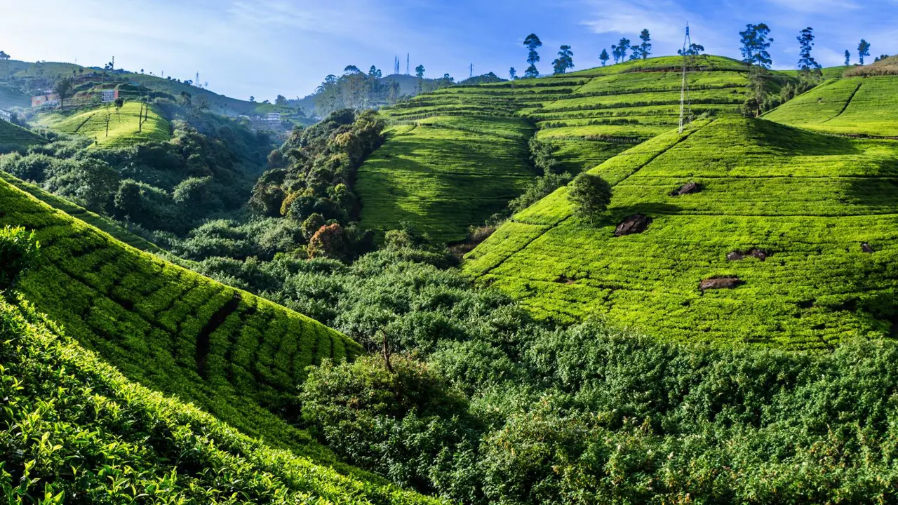 Tea plantations, Nuwara Eliya, Central Province, Sri Lanka