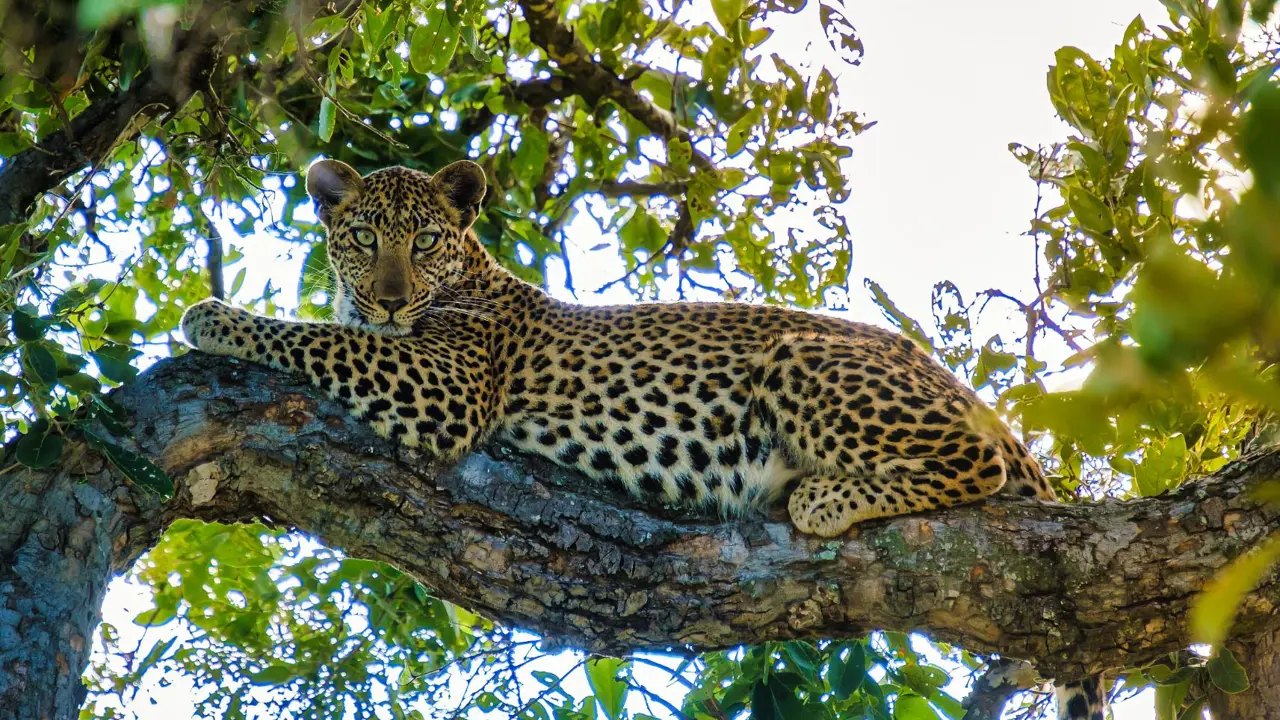 Leopard