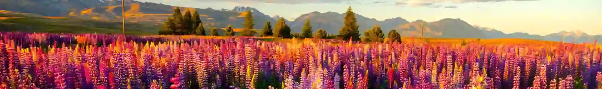 1920 AS 242230470 Lupins Around Lake Tekapo, New Zealand