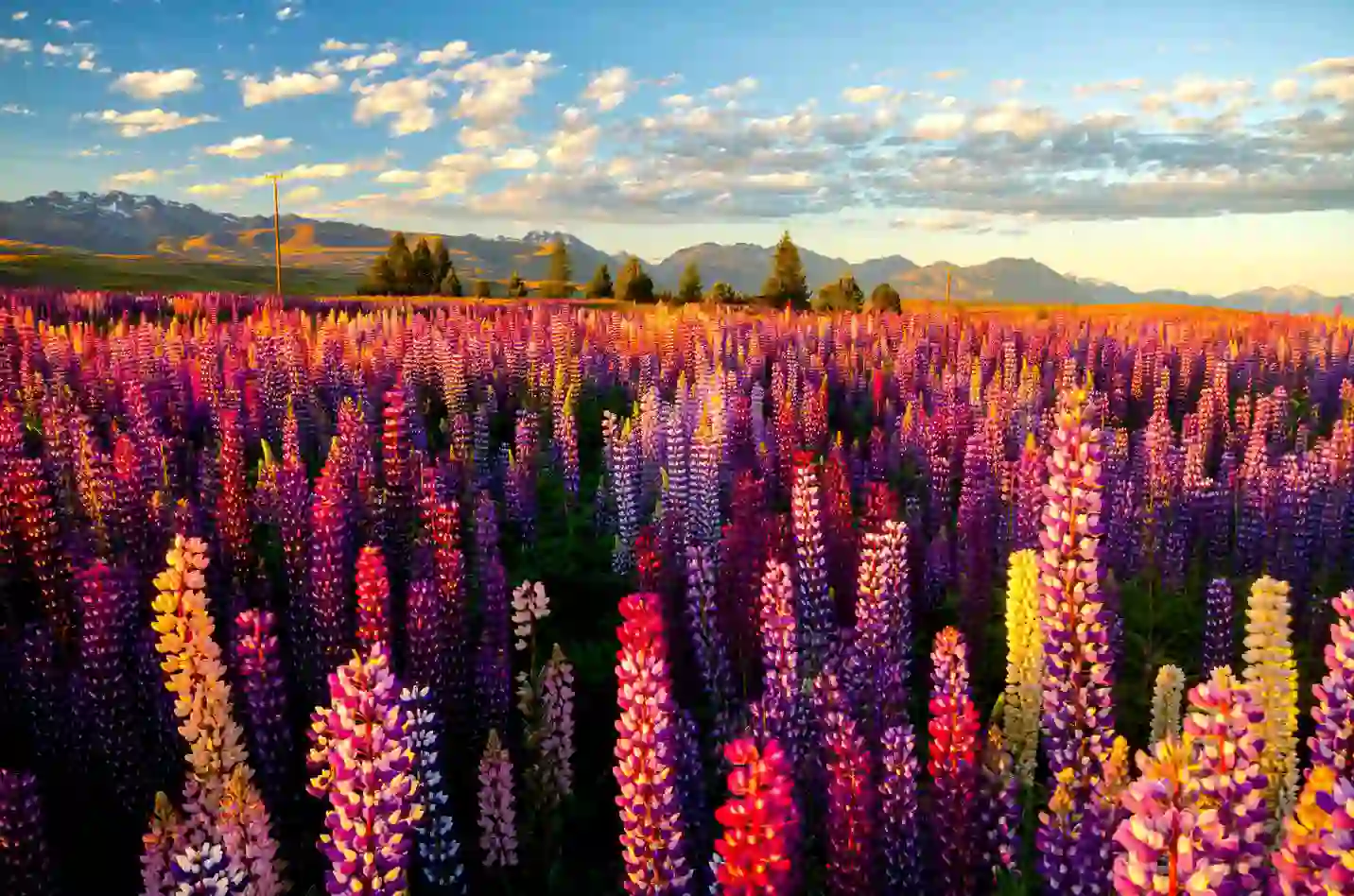 1920 AS 242230470 Lupins Around Lake Tekapo, New Zealand