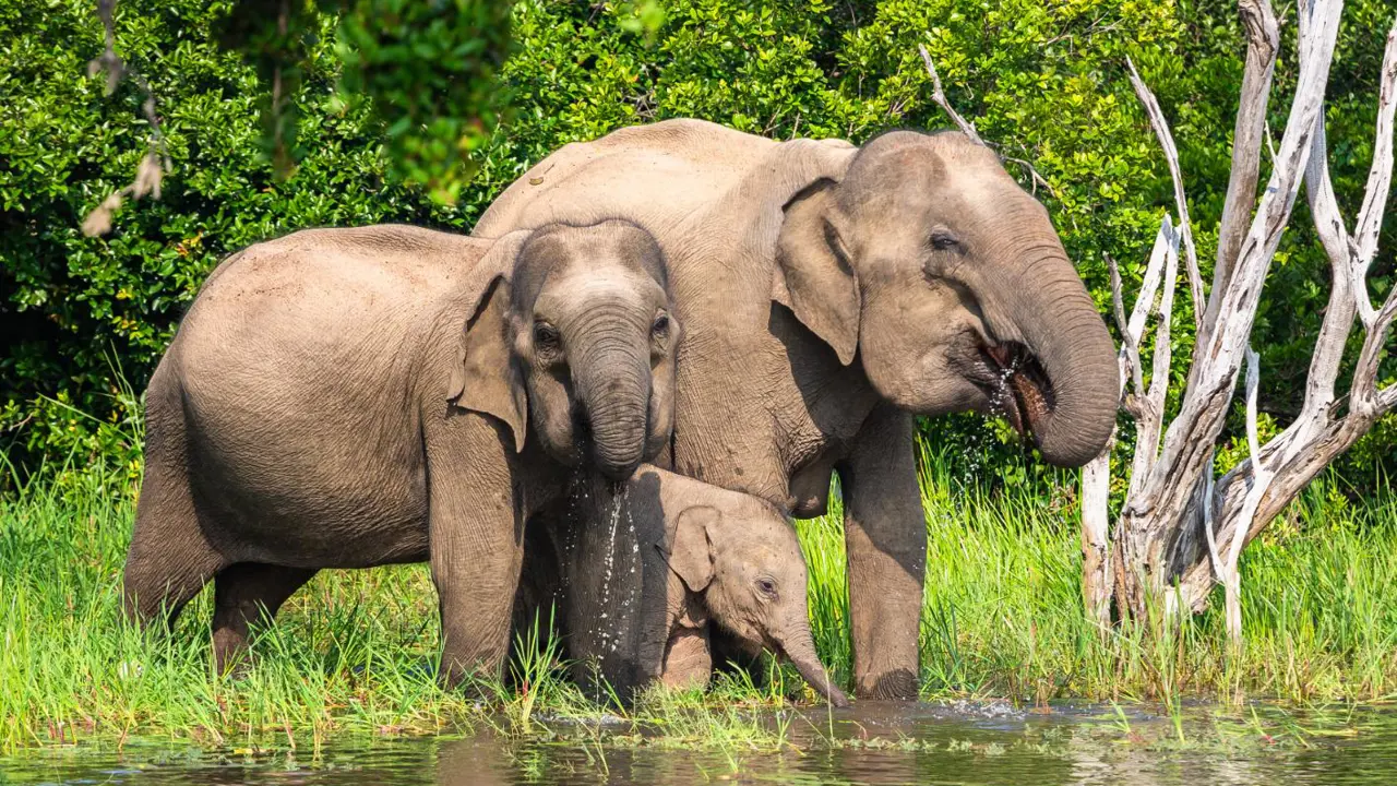 Asian elephants, Yala National Park