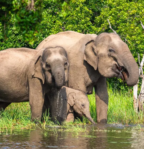 Asian elephants, Yala National Park