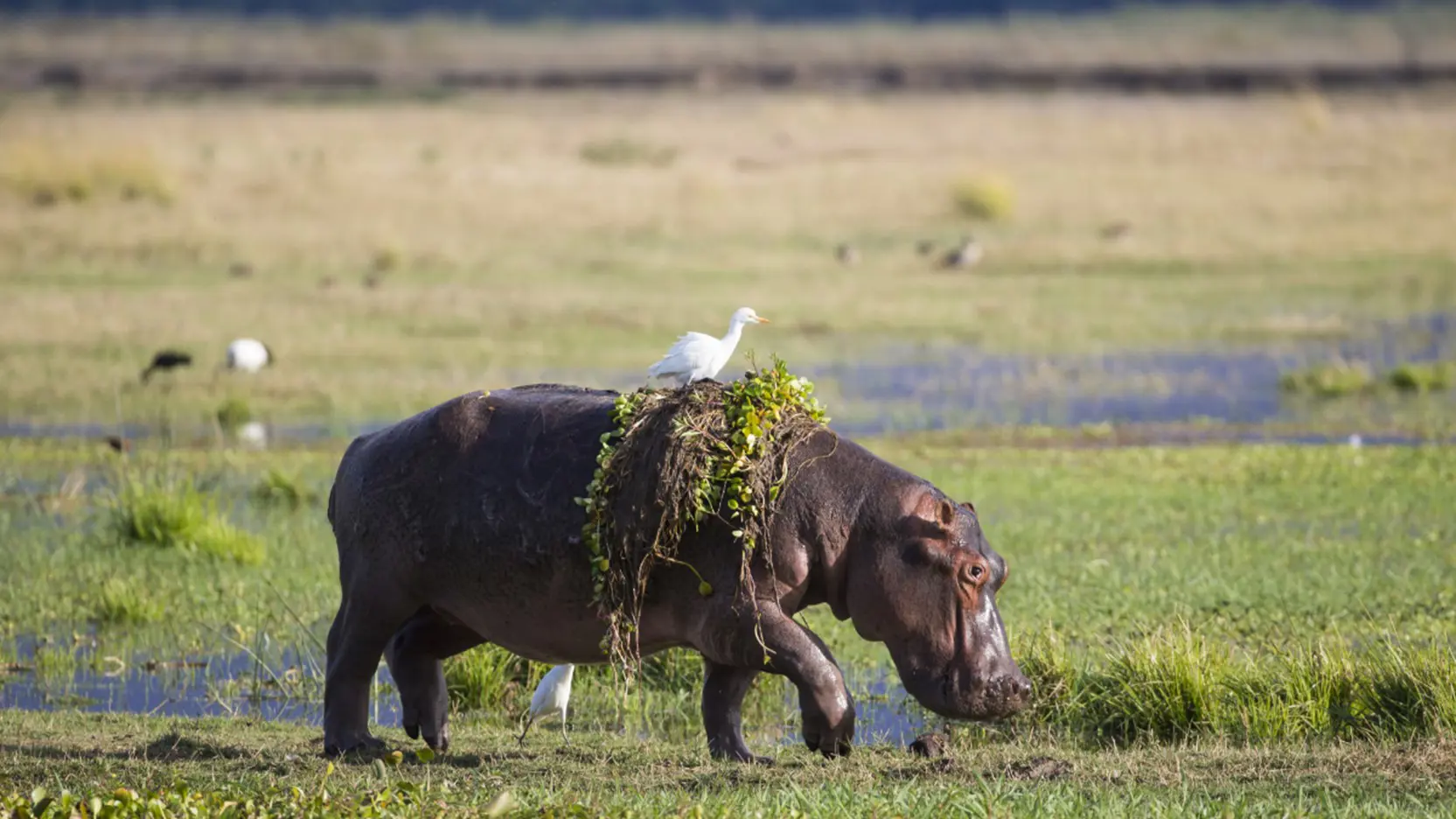 Hippo with hyacinth weed and cattle egret on its back