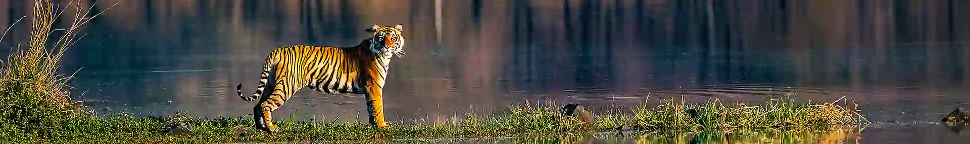 Tiger, Ranthambhore National Park