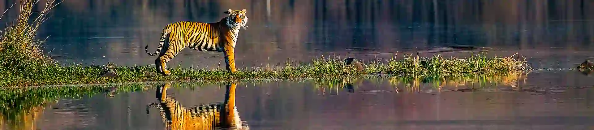 Tiger, Ranthambhore National Park
