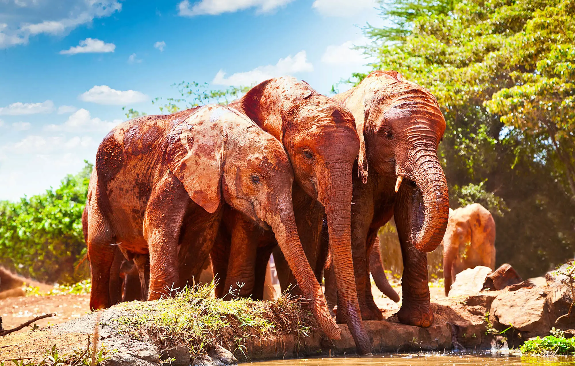 Elephants, Tsavo West National Park
