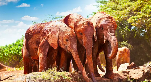 Elephants, Tsavo West National Park
