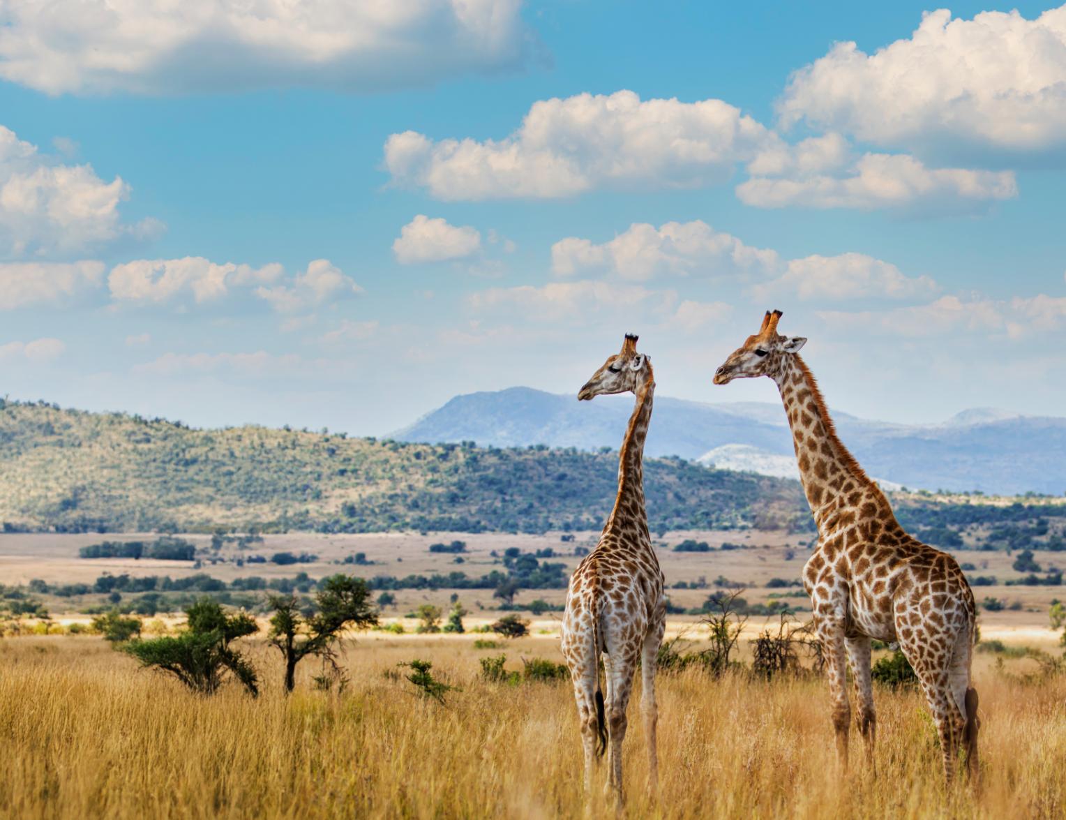 Giraffes,Pilanesberg National Park