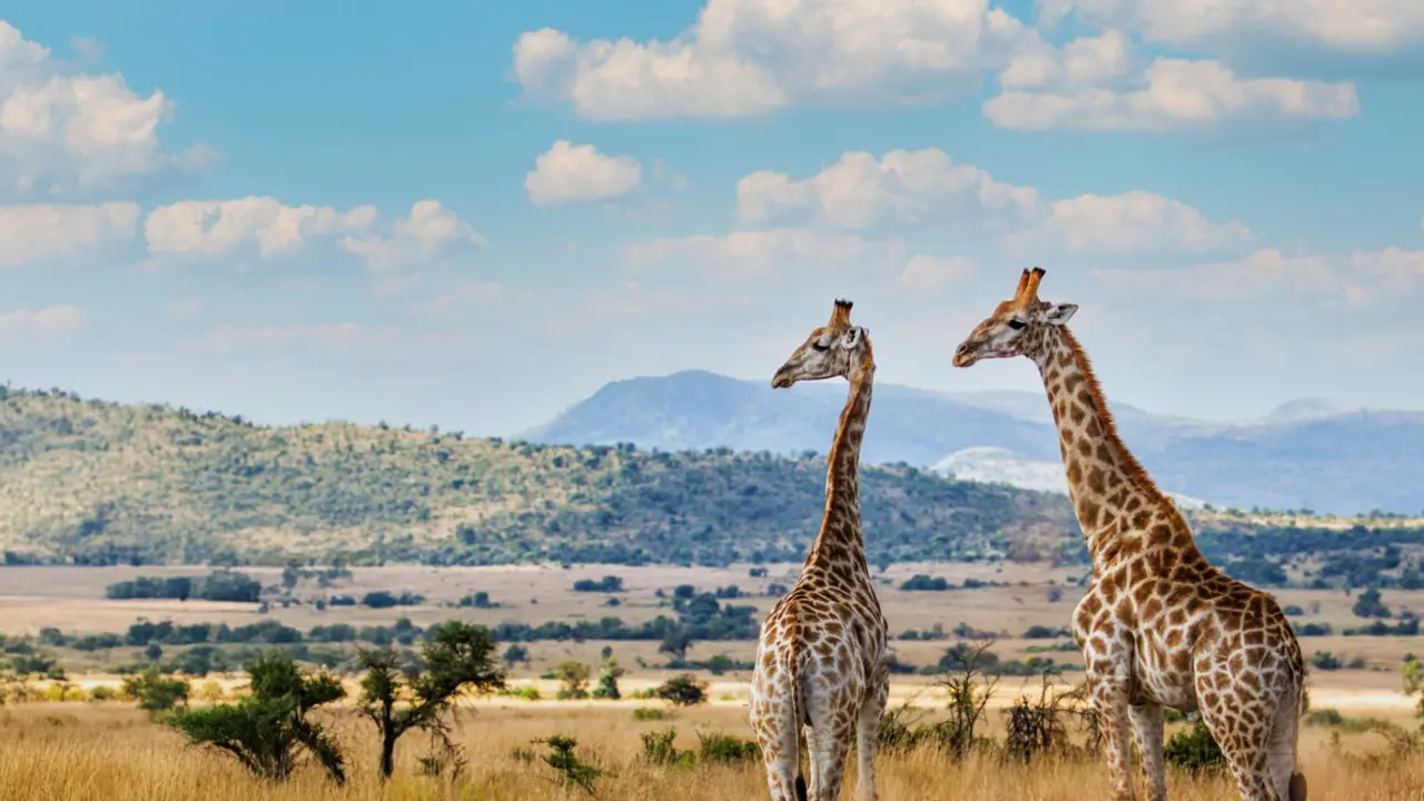 Giraffes, Pilanesberg National Park