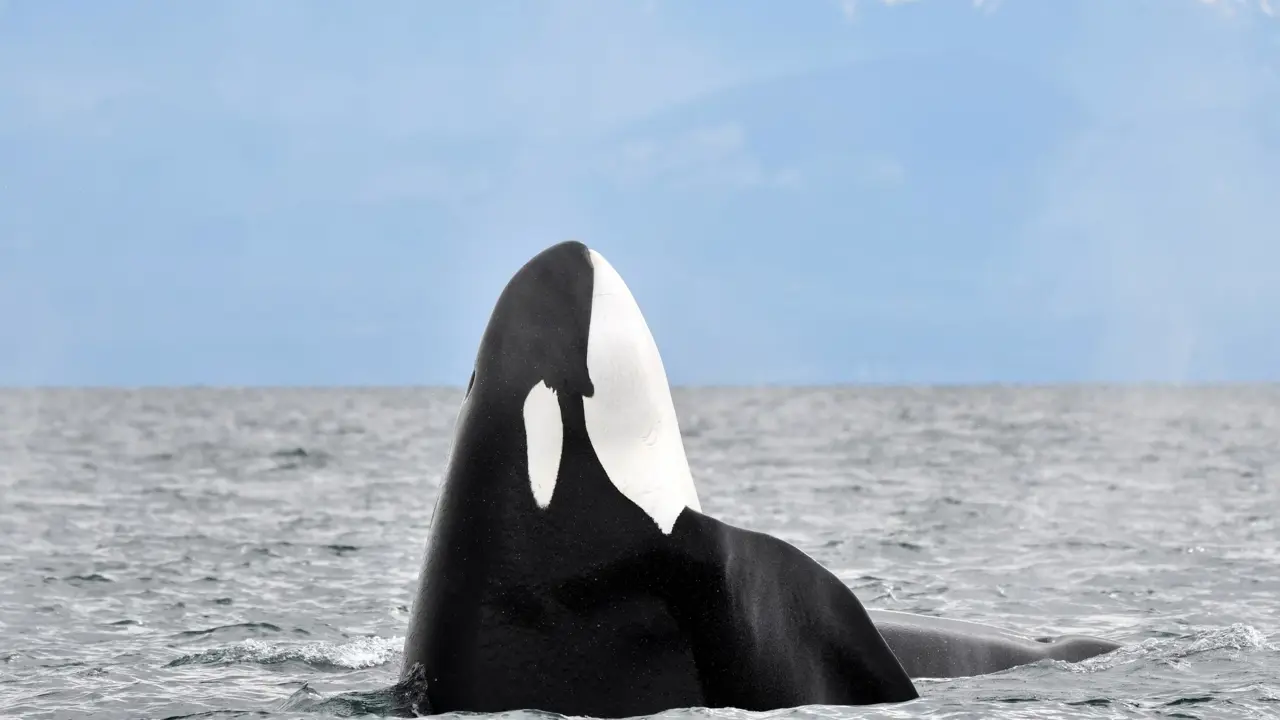 Whale watching cruise, orca