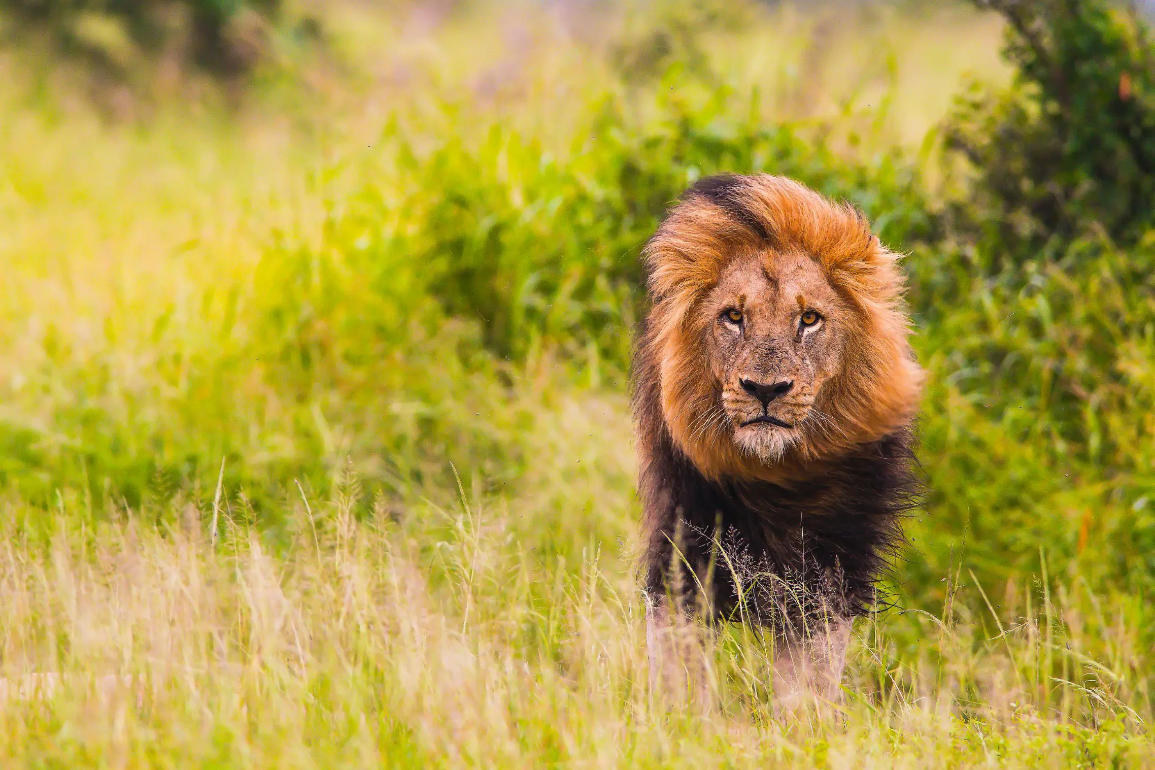 Male lion, South Africa 