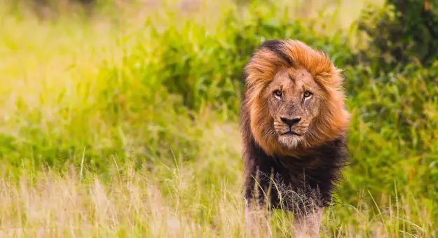 Male lion, South Africa