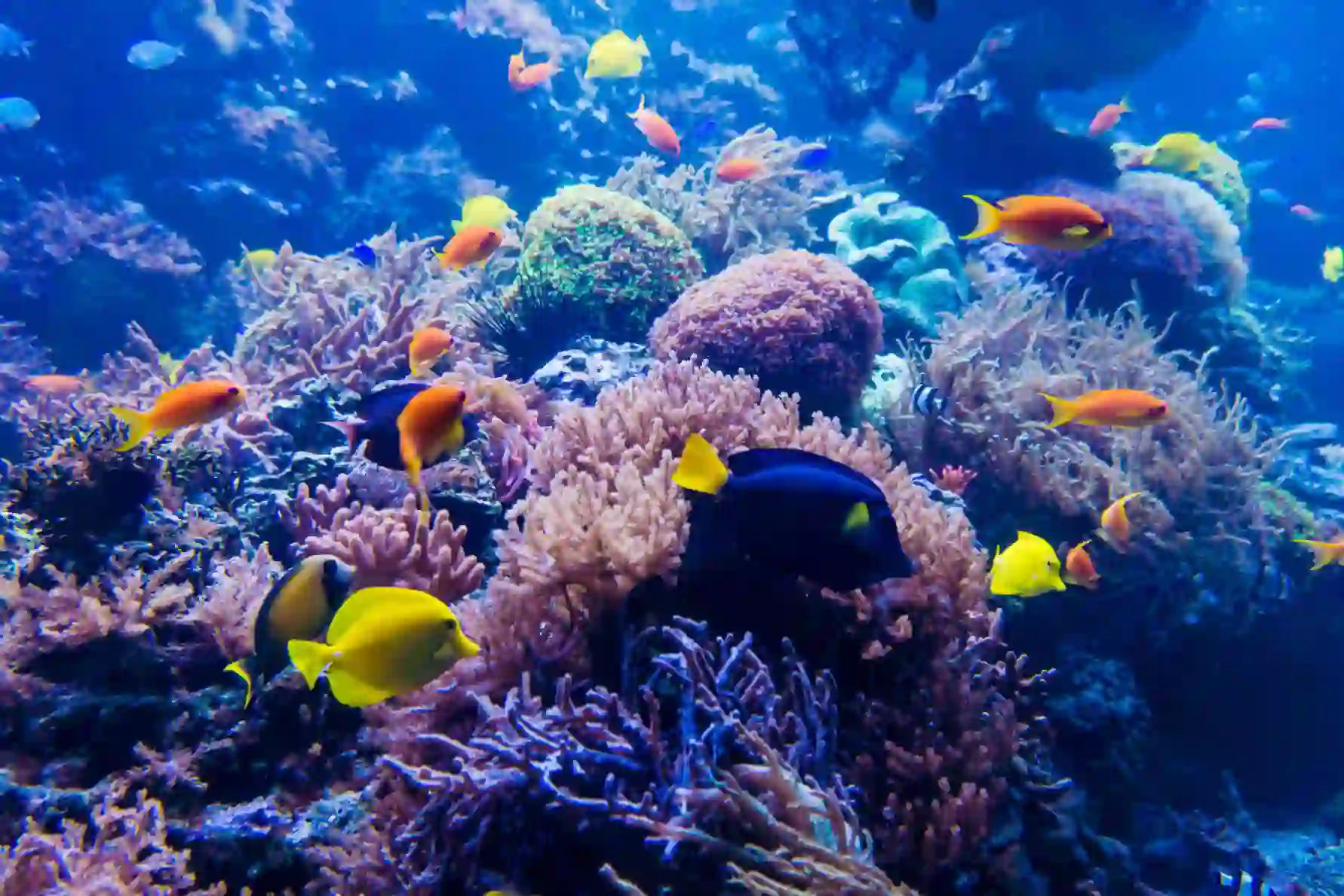 View of the turquoise waters and coral formations of the Great Barrier Reef off Queensland, Australia.