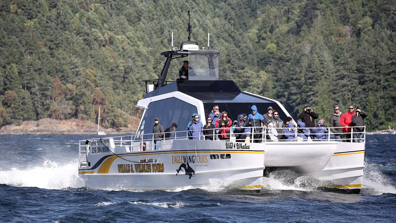 Whale watching cruise