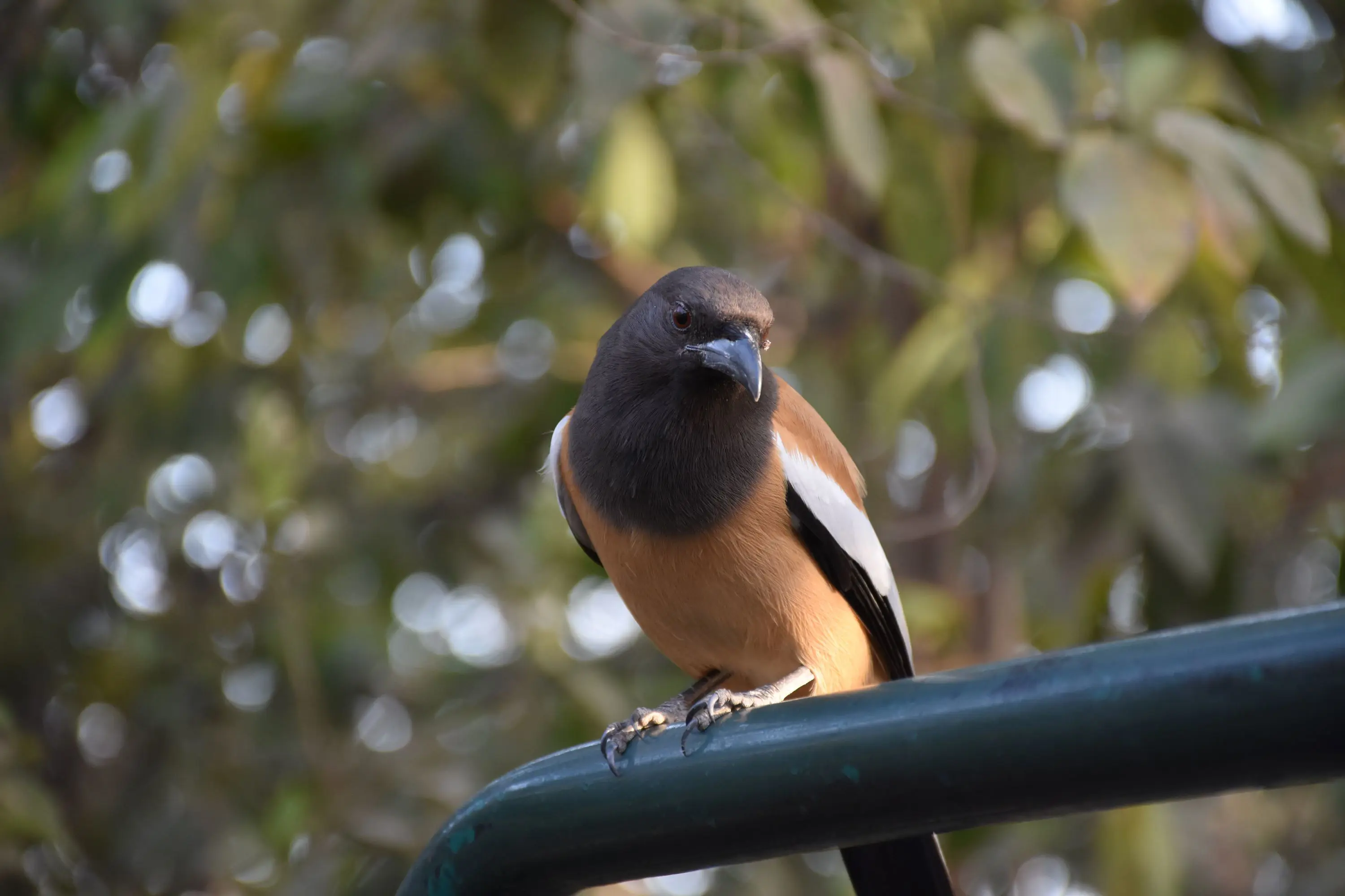 Rufous treepie 
