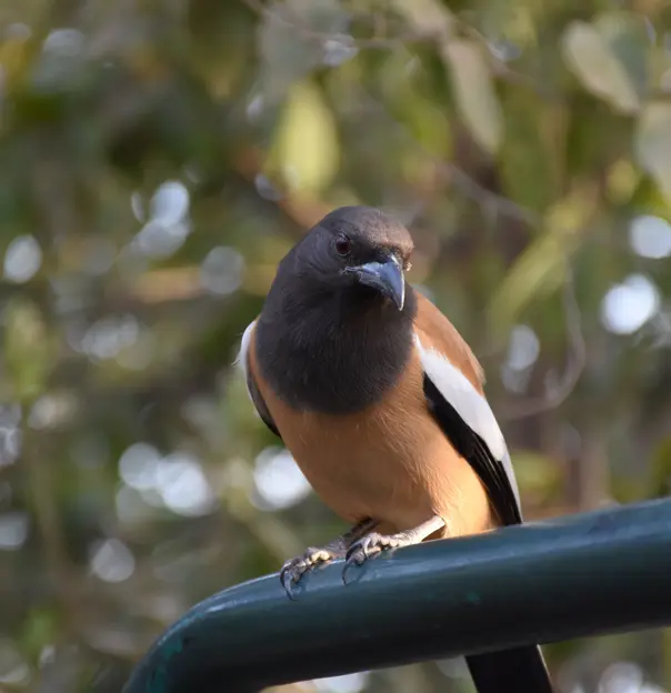 Rufous treepie